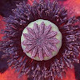 alvkrinst