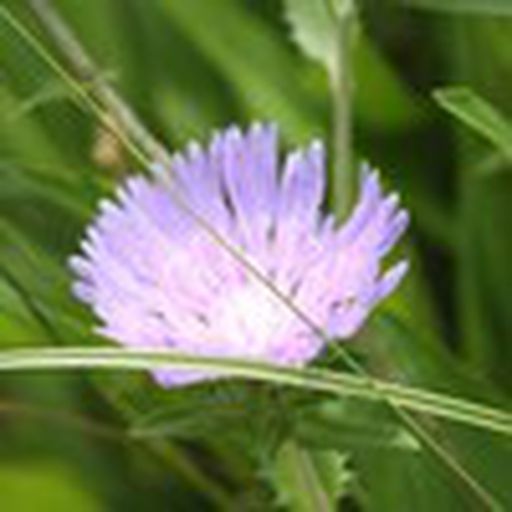 Jeff Morris, CBAP, CSPO