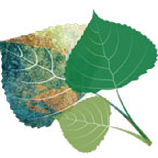 Wood River Women's Foundation