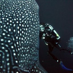 Alexandra Sangmeister