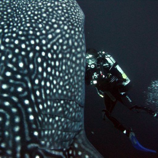 Alexandra Sangmeister